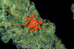 Decorator crab photographed beneath the town pier, Bonaire . by Patrick Smith 